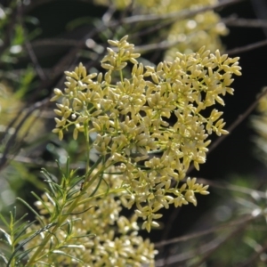 Cassinia quinquefaria at Tralee, NSW - 17 Feb 2016 06:27 PM