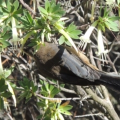 Acanthorhynchus tenuirostris (Eastern Spinebill) at Chisholm, ACT - 17 Feb 2016 by michaelb