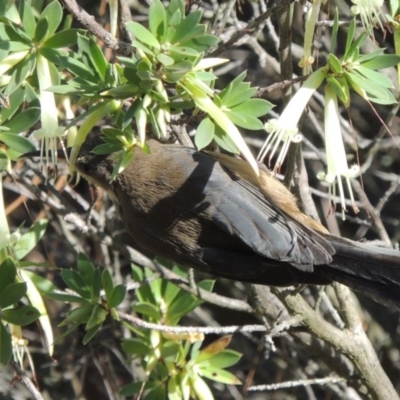 Acanthorhynchus tenuirostris (Eastern Spinebill) at Old Tuggeranong TSR - 17 Feb 2016 by michaelb