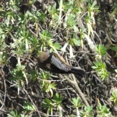 Acanthorhynchus tenuirostris at Chisholm, ACT - 17 Feb 2016