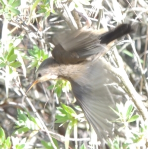 Acanthorhynchus tenuirostris at Chisholm, ACT - 17 Feb 2016