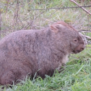 Vombatus ursinus at Bonython, ACT - 14 Jul 2014