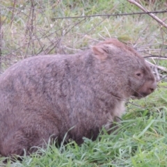 Vombatus ursinus (Common wombat, Bare-nosed Wombat) at Pine Island to Point Hut - 13 Jul 2014 by michaelb