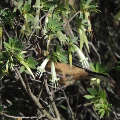 Styphelia triflora (Five-corners) at Melrose - 17 Feb 2016 by michaelb