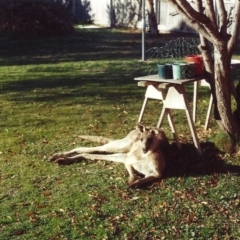 Macropus giganteus (Eastern Grey Kangaroo) at Pollinator-friendly garden Conder - 14 Jul 2001 by michaelb