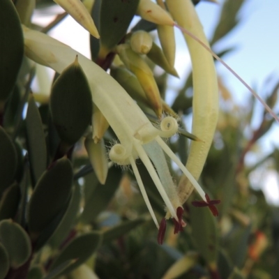 Styphelia triflora (Five-corners) at Chisholm, ACT - 17 Feb 2016 by michaelb