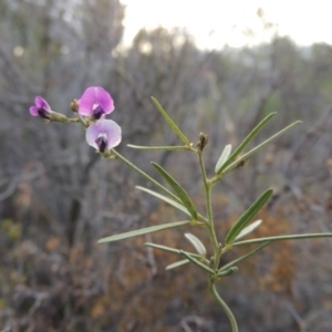 Glycine clandestina at Chisholm, ACT - 17 Feb 2016 07:37 PM