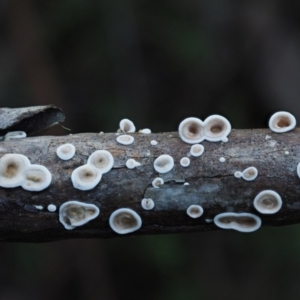 Stereum sp. at Cotter River, ACT - 29 May 2016