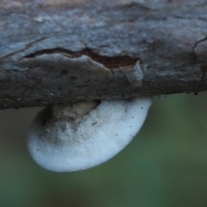 Stereum sp. at Cotter River, ACT - 29 May 2016