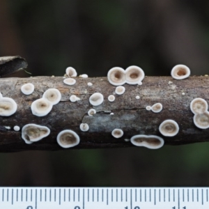 Stereum sp. at Cotter River, ACT - 29 May 2016