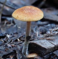 Gymnopilus sp. (Gymnopilus) at Cotter River, ACT - 28 May 2016 by KenT