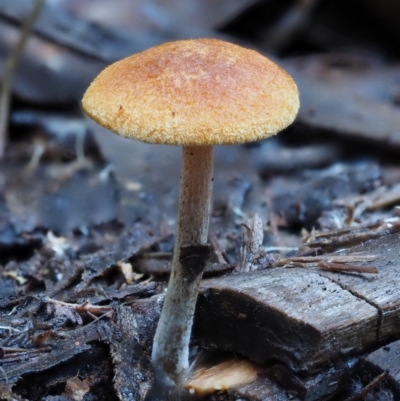 Gymnopilus sp. (Gymnopilus) at Cotter River, ACT - 29 May 2016 by KenT