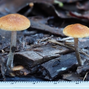 Gymnopilus sp. at Cotter River, ACT - 29 May 2016