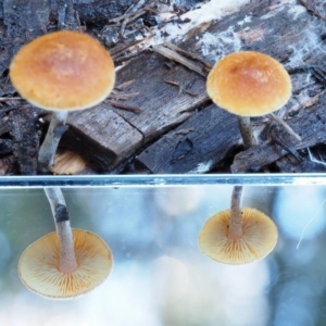 Gymnopilus sp. at Cotter River, ACT - 29 May 2016 09:36 AM