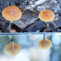 Gymnopilus sp. at Cotter River, ACT - 29 May 2016