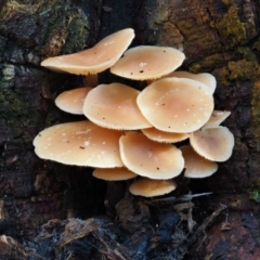 Collybia eucalyptorum at Uriarra Village, ACT - 29 May 2016 by KenT