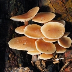 Collybia eucalyptorum at Uriarra Village, ACT - 29 May 2016 10:11 AM