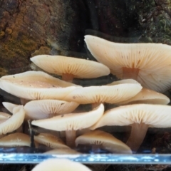 Collybia eucalyptorum at Uriarra Village, ACT - 29 May 2016