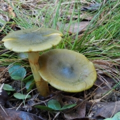 Cortinarius austrovenetus (Green Skinhead) at Cotter River, ACT - 29 May 2016 by KenT