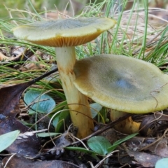 Dermocybe austroveneta at Cotter River, ACT - 29 May 2016
