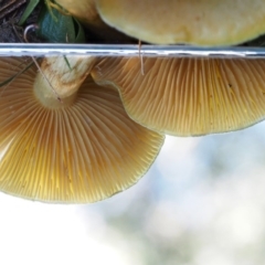 Cortinarius austrovenetus at Namadgi National Park - 29 May 2016