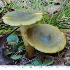 Dermocybe austroveneta at Cotter River, ACT - 29 May 2016