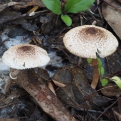 Lepiota s.l. at Cotter River, ACT - 29 May 2016 by KenT