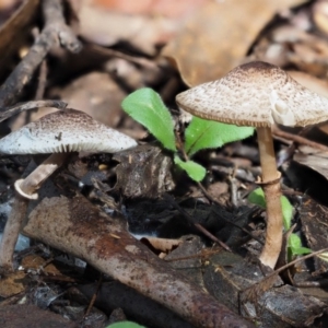 Lepiota s.l. at Cotter River, ACT - 29 May 2016