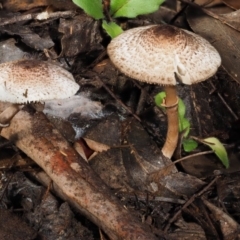 Lepiota s.l. at Cotter River, ACT - 29 May 2016 10:51 AM