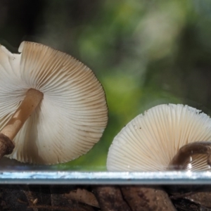 Lepiota s.l. at Cotter River, ACT - 29 May 2016 10:51 AM