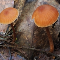 Laccaria sp. (Laccaria) at Cotter River, ACT - 29 May 2016 by KenT