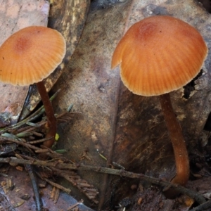 Laccaria sp. at Cotter River, ACT - 29 May 2016