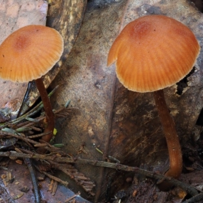 Laccaria sp. (Laccaria) at Cotter River, ACT - 29 May 2016 by KenT