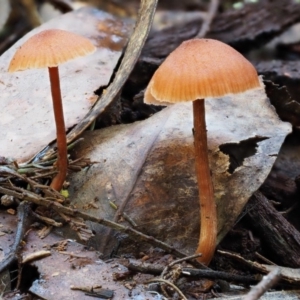 Laccaria sp. at Cotter River, ACT - 29 May 2016