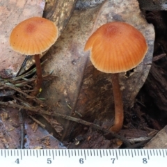 Laccaria sp. at Cotter River, ACT - 29 May 2016 11:17 AM