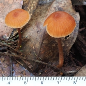 Laccaria sp. at Cotter River, ACT - 29 May 2016