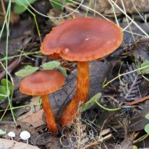 Dermocybe sp. at Cotter River, ACT - 29 May 2016