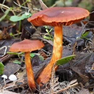 Dermocybe sp. at Cotter River, ACT - 29 May 2016