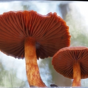 Dermocybe sp. at Cotter River, ACT - 29 May 2016