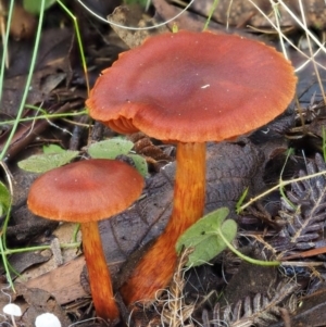 Dermocybe sp. at Cotter River, ACT - 29 May 2016