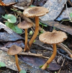 Inocybe sp. (Inocybe) at Cotter River, ACT - 29 May 2016 by KenT