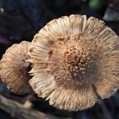 Inocybe sp. at Cotter River, ACT - 29 May 2016