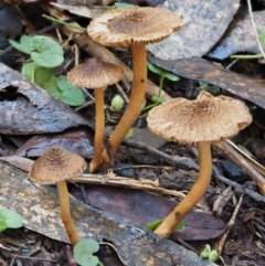 Inocybe sp. at Cotter River, ACT - 29 May 2016