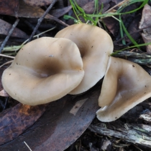 Clitocybe s. l. at Cotter River, ACT - 29 May 2016