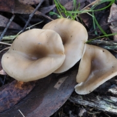 Clitocybe s. l. at Cotter River, ACT - 29 May 2016 by KenT