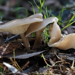 Clitocybe s. l. at Cotter River, ACT - 29 May 2016