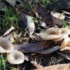 Clitocybe s. l. at Cotter River, ACT - 29 May 2016 12:59 PM