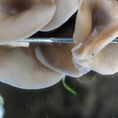 Clitocybe s. l. at Cotter River, ACT - 29 May 2016 12:59 PM