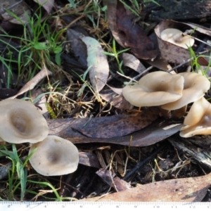 Clitocybe s. l. at Cotter River, ACT - 29 May 2016 12:59 PM