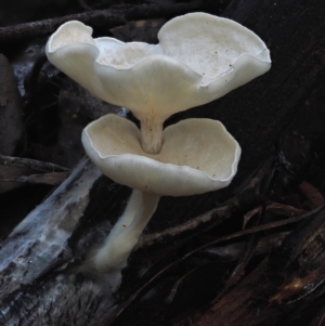 Clitocybe s. l. at Cotter River, ACT - 29 May 2016